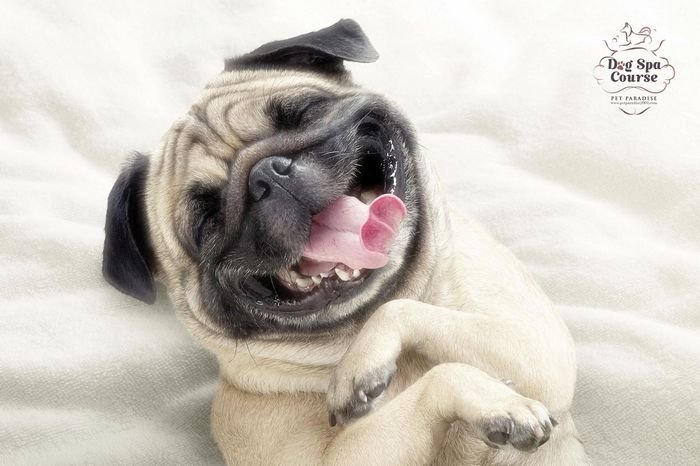 21 anúncios de publicidade criativos com animais • 1 51