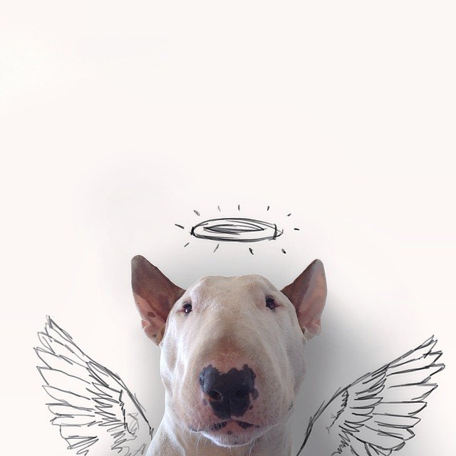 Rafael-Mantesso-Bull-Terrier (11)