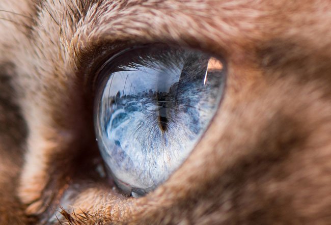 Fascinantes fotografias de olhos de gatos, por Andrew Marttila • fascinantes fotografias de olhos de gatos por andrew marttila thumb2