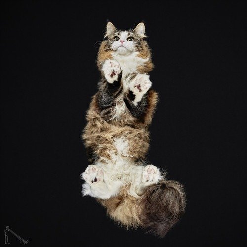 Ele fotografa animais em um ângulo totalmente inusitado • ele fotografa animais em um angulo totalmente diferente 1