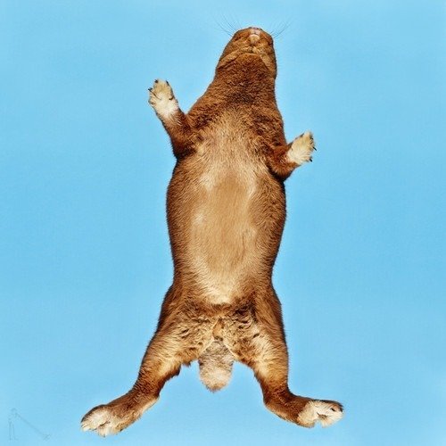 Ele fotografa animais em um ângulo totalmente inusitado • ele fotografa animais em um angulo totalmente diferente 10