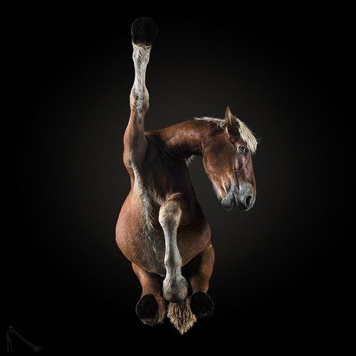 Ele fotografa animais em um ângulo totalmente inusitado • ele fotografa animais em um angulo totalmente diferente 11