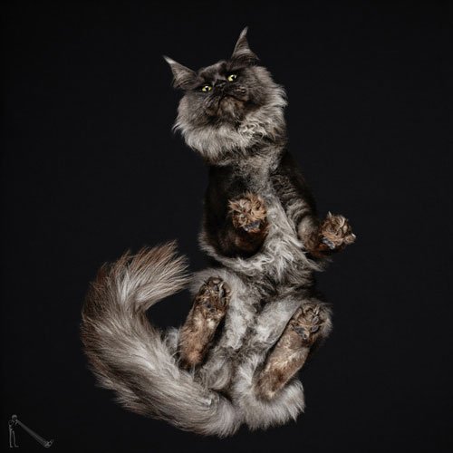 Ele fotografa animais em um ângulo totalmente inusitado • ele fotografa animais em um angulo totalmente diferente 12