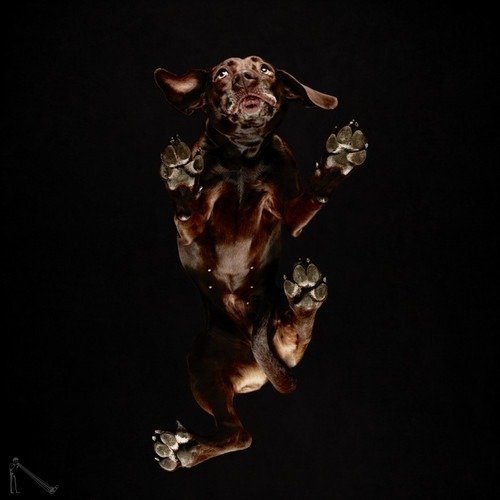 Ele fotografa animais em um ângulo totalmente inusitado • ele fotografa animais em um angulo totalmente diferente 13