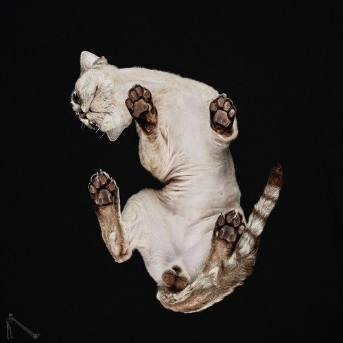 Ele fotografa animais em um ângulo totalmente inusitado • ele fotografa animais em um angulo totalmente diferente 15