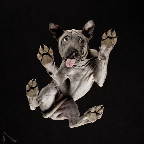 Ele fotografa animais em um ângulo totalmente inusitado • ele fotografa animais em um angulo totalmente diferente 18