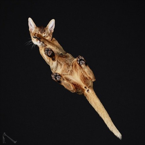 Ele fotografa animais em um ângulo totalmente inusitado • ele fotografa animais em um angulo totalmente diferente 2
