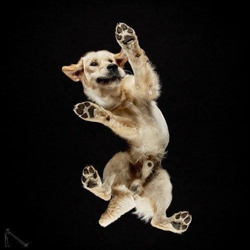 Ele fotografa animais em um ângulo totalmente inusitado • ele fotografa animais em um angulo totalmente diferente 21