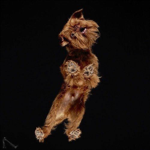 Ele fotografa animais em um ângulo totalmente inusitado • ele fotografa animais em um angulo totalmente diferente 22
