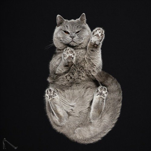 Ele fotografa animais em um ângulo totalmente inusitado • ele fotografa animais em um angulo totalmente diferente 5