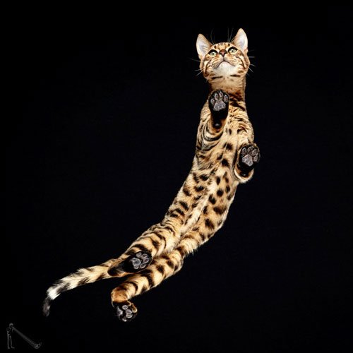 Ele fotografa animais em um ângulo totalmente inusitado • ele fotografa animais em um angulo totalmente diferente 6