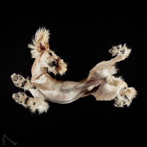 Ele fotografa animais em um ângulo totalmente inusitado • ele fotografa animais em um angulo totalmente diferente 7
