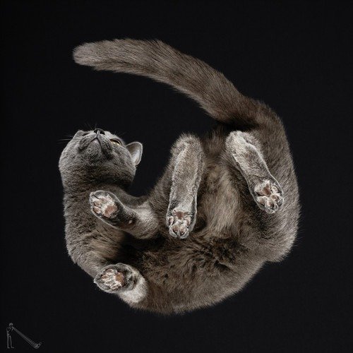 Ele fotografa animais em um ângulo totalmente inusitado • ele fotografa animais em um angulo totalmente diferente 8