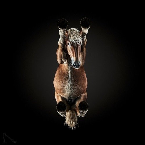 Ele fotografa animais em um ângulo totalmente inusitado • ele fotografa animais em um angulo totalmente diferente 9