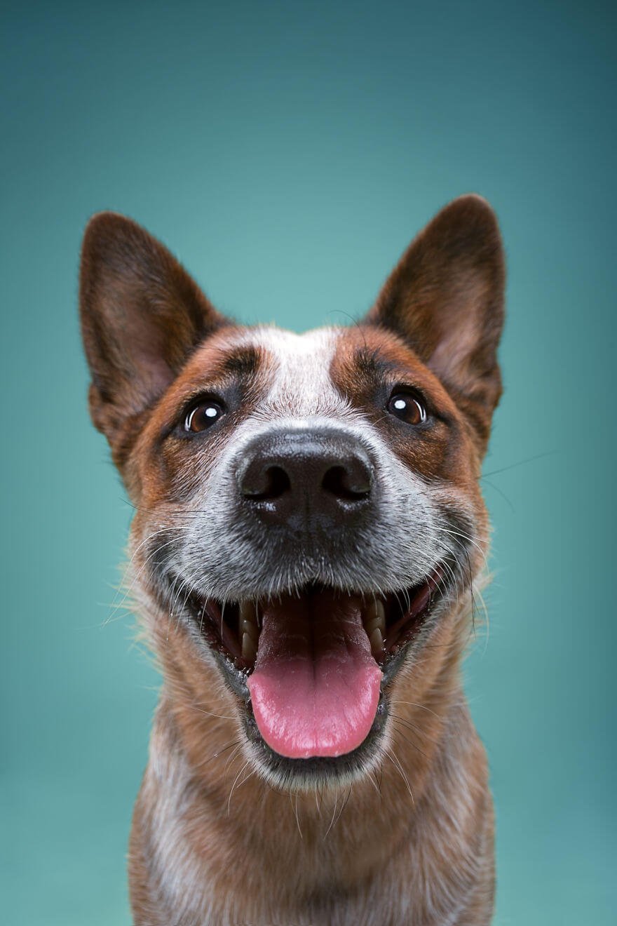 Fotógrafo cria divertidos retratos mostrando que cachorros também tem personalidade • fotografo cria divertidos retratos mostrando que cachorros tambem tem personalidade 1