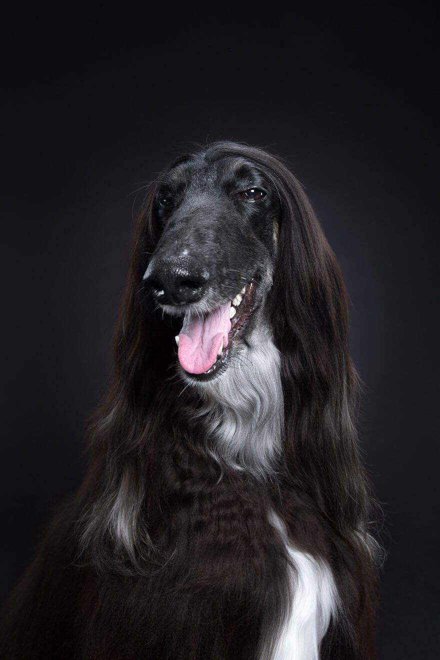 Fotógrafo cria divertidos retratos mostrando que cachorros também tem personalidade • fotografo cria divertidos retratos mostrando que cachorros tambem tem personalidade 10