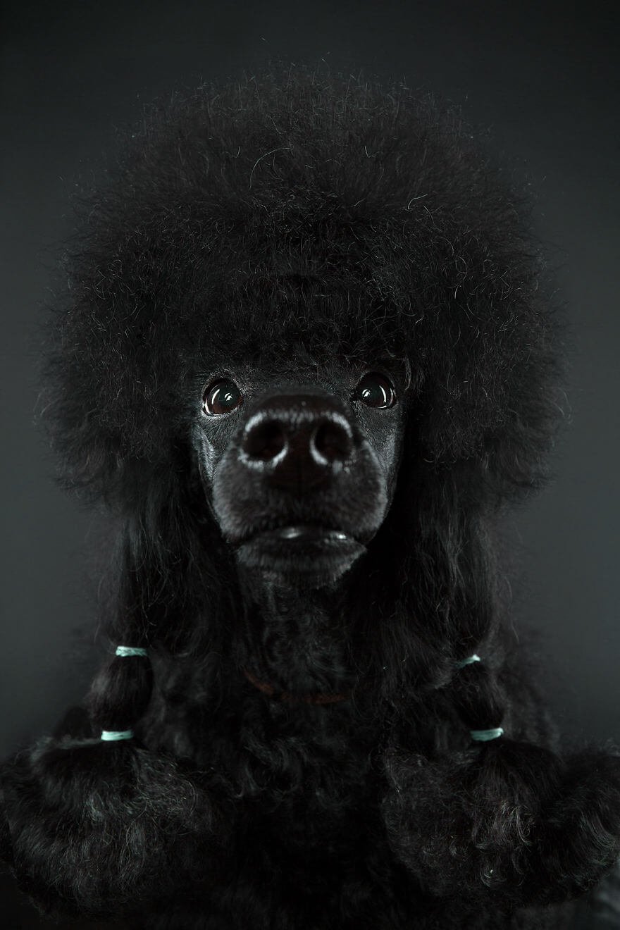 Fotógrafo cria divertidos retratos mostrando que cachorros também tem personalidade • fotografo cria divertidos retratos mostrando que cachorros tambem tem personalidade 14