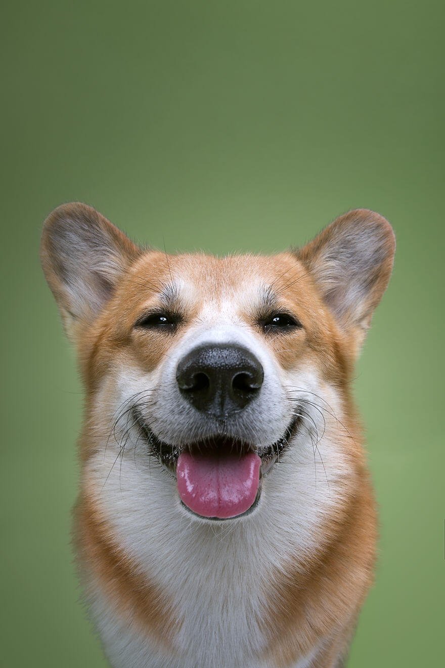 Fotógrafo cria divertidos retratos mostrando que cachorros também tem personalidade • fotografo cria divertidos retratos mostrando que cachorros tambem tem personalidade 15