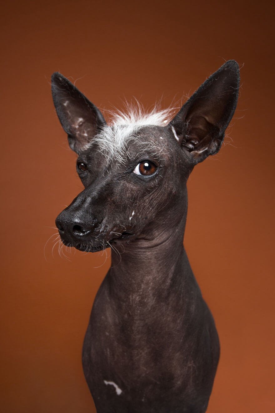 Fotógrafo cria divertidos retratos mostrando que cachorros também tem personalidade • fotografo cria divertidos retratos mostrando que cachorros tambem tem personalidade 18