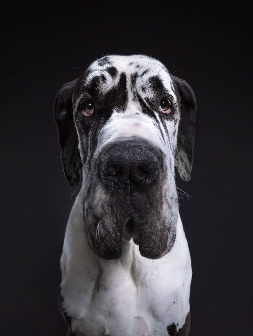 Fotógrafo cria divertidos retratos mostrando que cachorros também tem personalidade • fotografo cria divertidos retratos mostrando que cachorros tambem tem personalidade 4