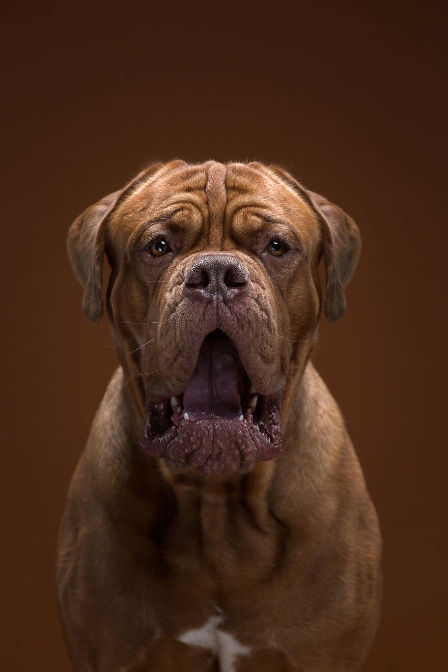 Fotógrafo cria divertidos retratos mostrando que cachorros também tem personalidade • fotografo cria divertidos retratos mostrando que cachorros tambem tem personalidade 5