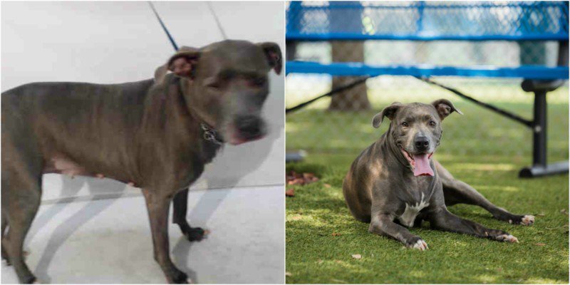 Como uma ONG de adoção de animais sentiu na pele o poder de uma boa fotografia • ong adocao de animais percebeu o poder de uma boa fotografia 12