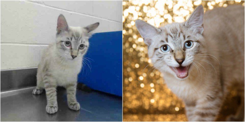 Como uma ONG de adoção de animais sentiu na pele o poder de uma boa fotografia • ong adocao de animais percebeu o poder de uma boa fotografia 2