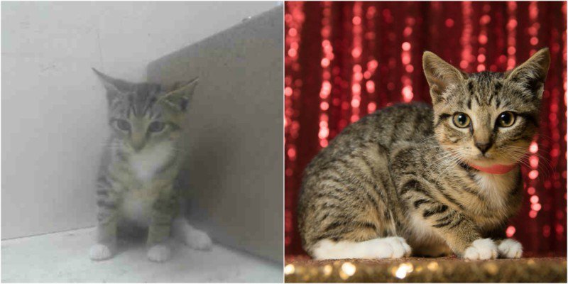 Como uma ONG de adoção de animais sentiu na pele o poder de uma boa fotografia • ong adocao de animais percebeu o poder de uma boa fotografia 3