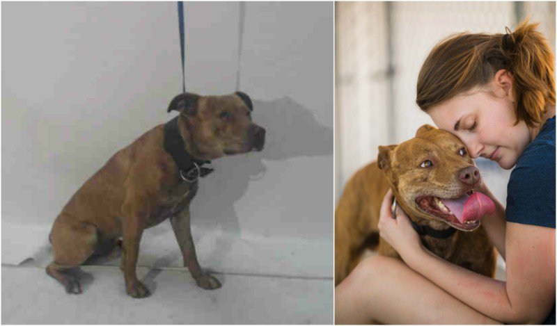 Como uma ONG de adoção de animais sentiu na pele o poder de uma boa fotografia • ong adocao de animais percebeu o poder de uma boa fotografia 4