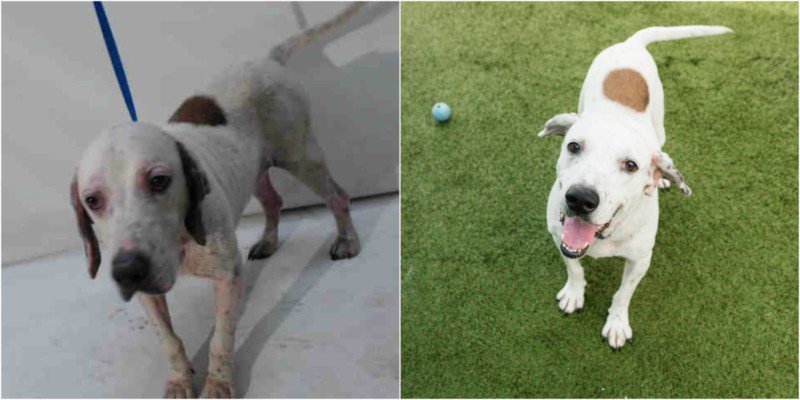 Como uma ONG de adoção de animais sentiu na pele o poder de uma boa fotografia • ong adocao de animais percebeu o poder de uma boa fotografia 6