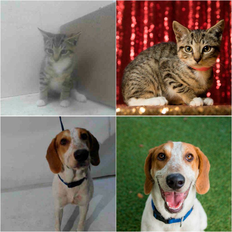 Como uma ONG de adoção de animais sentiu na pele o poder de uma boa fotografia • ong adocao de animais percebeu o poder de uma boa fotografia