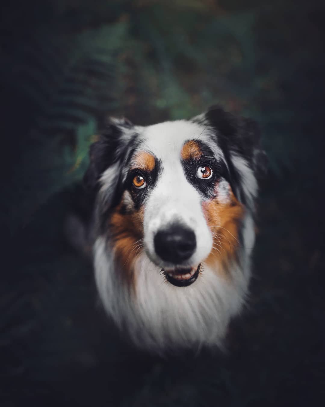 As belíssimas fotografias caninas de Kristýna Kvapilová • as belissimas fotografias caninas de kristyna kvapilova 15