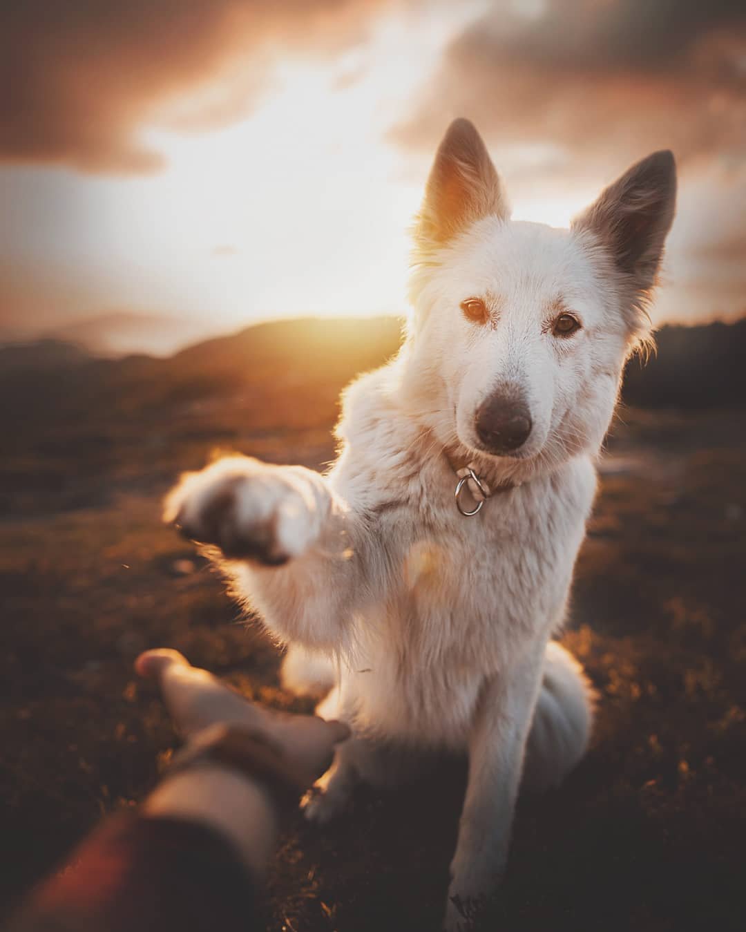 As belíssimas fotografias caninas de Kristýna Kvapilová • as belissimas fotografias caninas de kristyna kvapilova 6