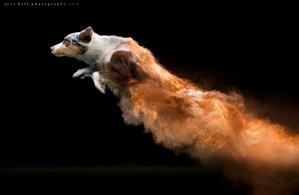 Cachorros, pó colorido e muito movimento nas fotografias de Jess Bell • cachorros po clorido e muito movimento nas fotografias de jess bell 1