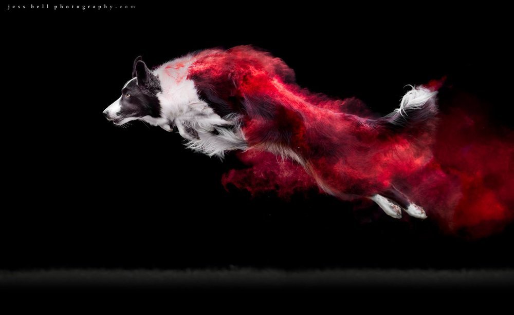 Cachorros, pó colorido e muito movimento nas fotografias de Jess Bell • cachorros po clorido e muito movimento nas fotografias de jess bell 2