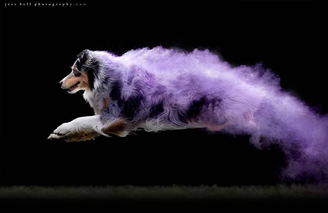 Cachorros, pó colorido e muito movimento nas fotografias de Jess Bell • cachorros po clorido e muito movimento nas fotografias de jess bell 4
