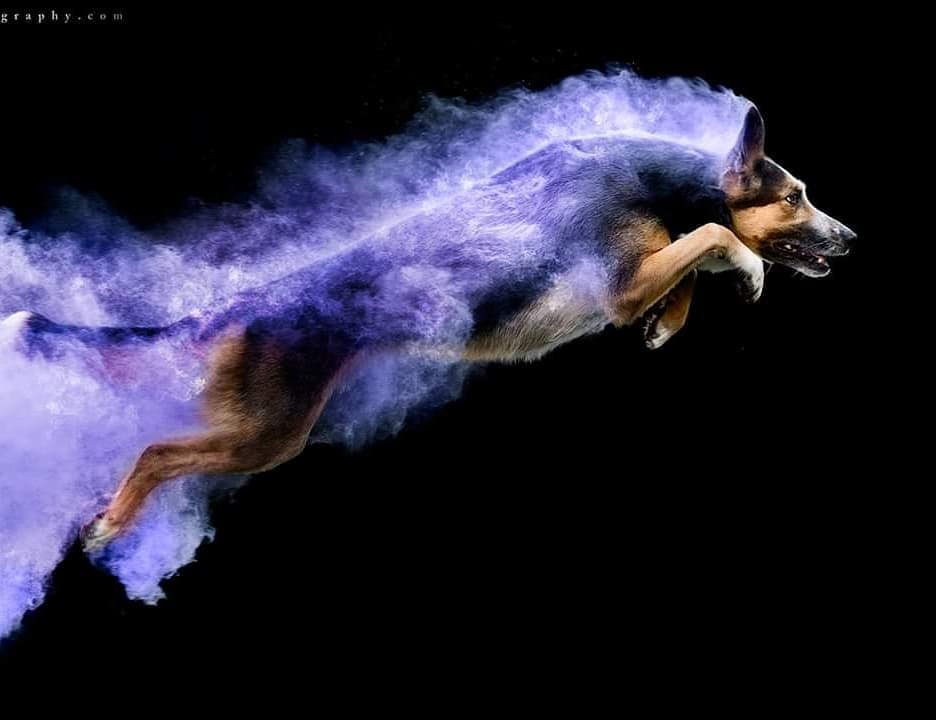 Cachorros, pó colorido e muito movimento nas fotografias de Jess Bell • cachorros po clorido e muito movimento nas fotografias de jess bell 7
